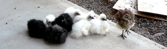 Japanska silkeshöns, kycklingar, vita, svarta, påfågel