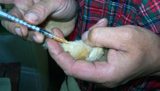 vaccination av dagsgammal kyckling mareks, hönsförlamning