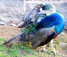 indisk blå påfågel par