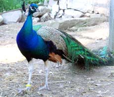 indisk blå påfågel