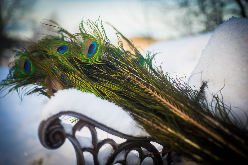 En samling blåa påfågelfjädrar från en blå påfågel ligger på en bänk i ett snöigt landskap.