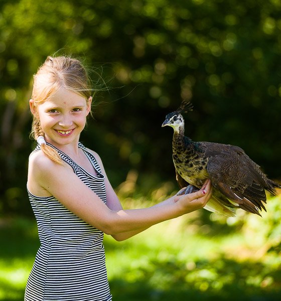 En flicka håller en tam blå påfågel och skrattar.