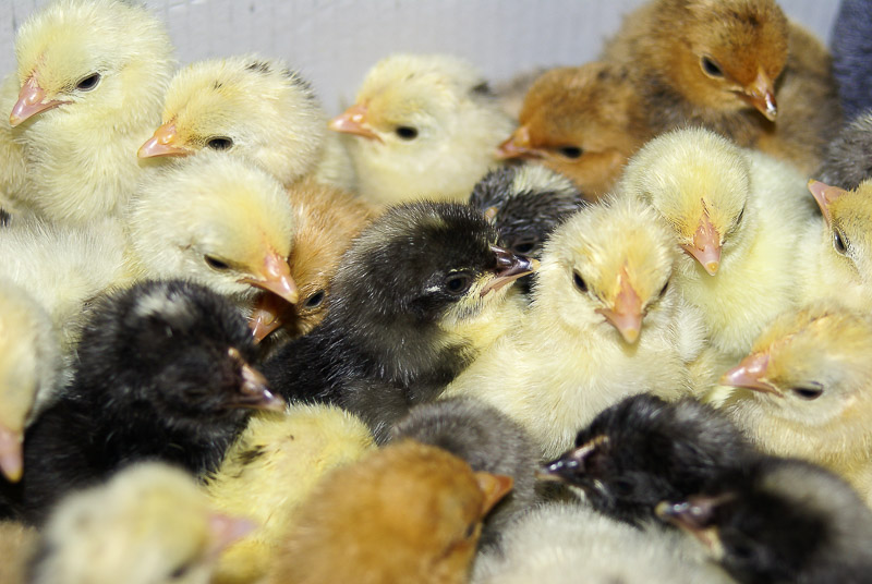 Kycklingar i äggkläckningsmaskin som man bygger själv.