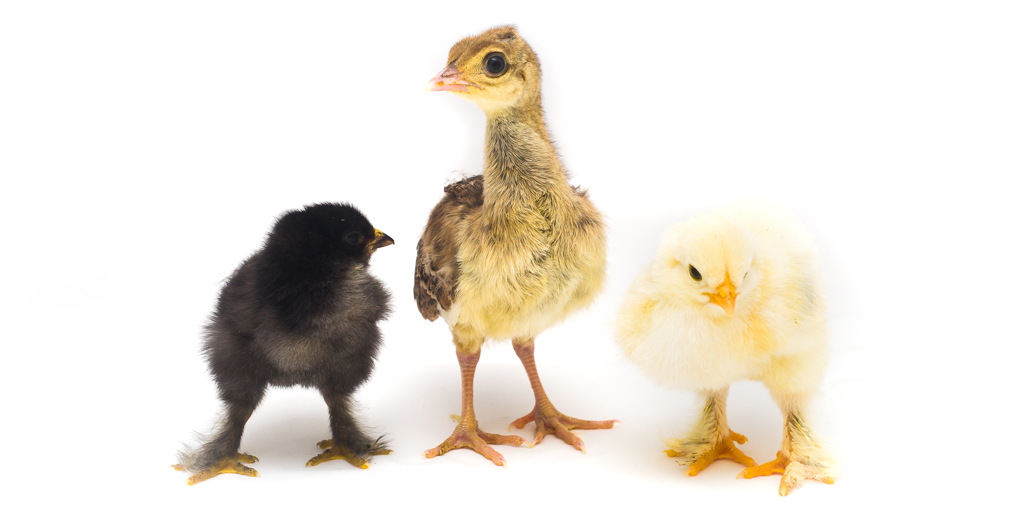 En gul kyckling och en svart kyckling och en påfågelunge i fotostudio.